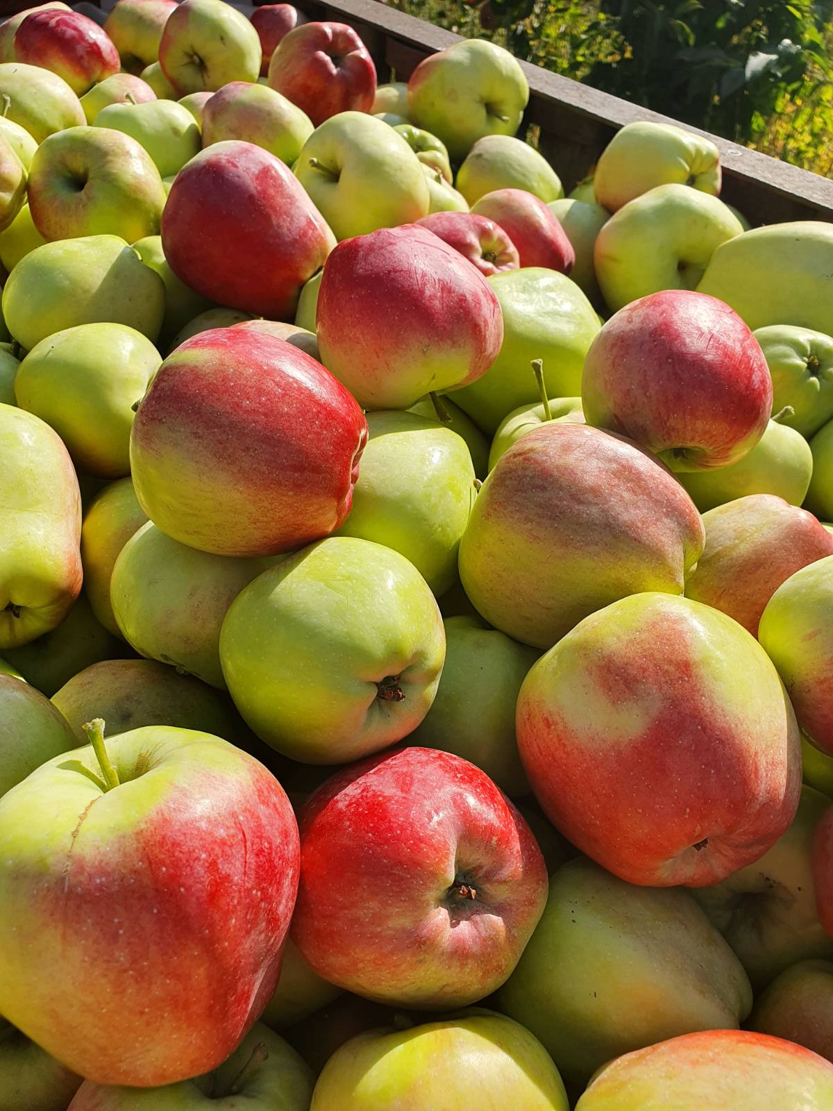 Яблоко. Продажа. Самарская область — Доска бесплатных объявлений —  Agrostrana. Агространа. Частные объявления и предложения.