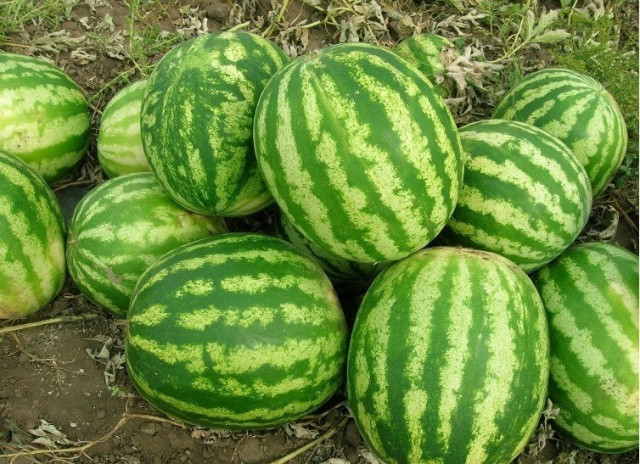 Профилактика и борьба с вредителями